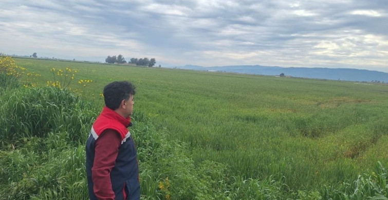 Söke'de Hububat Ekiminde Denetimler Yapıldı