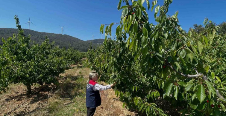 Söke'de Kiraz Bahçeleri Denetlendi