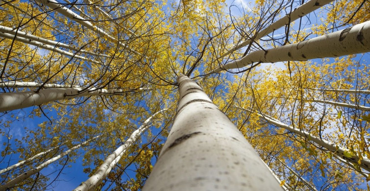 Sonbaharda Doğanın Kalbi: Salördek Ormanları