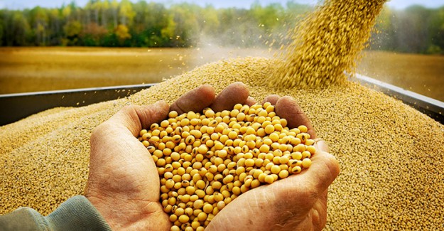 Soya Fasülyesinin Bilinmeyen Faydaları!