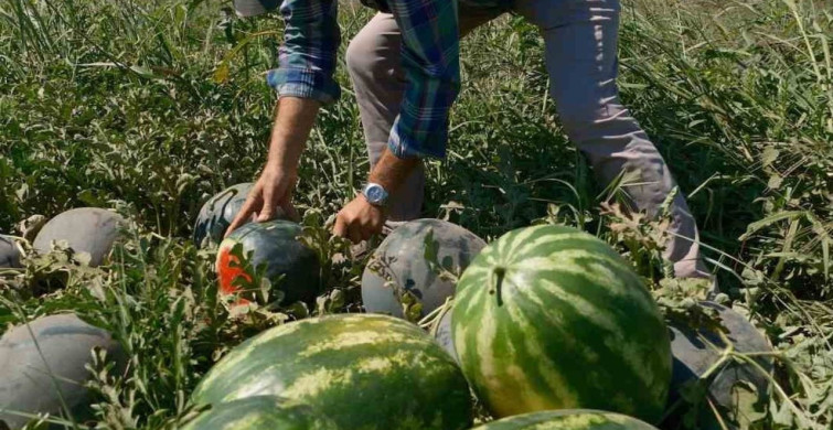 Sözleşmeli üretim mağduriyeti: 20 milyon lira zarar