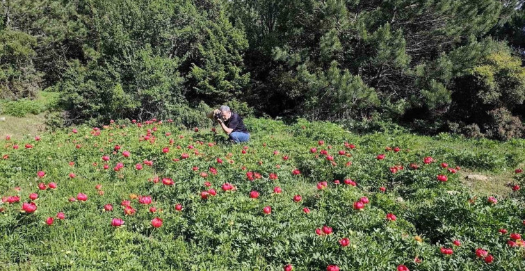 Spil Dağı'nda Şakayıklar Göz Alıyor