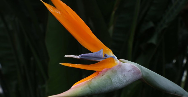 Starliçe Çiçeği: Sevgililer Günü İçin Farklı Bir Hediye Seçeneği