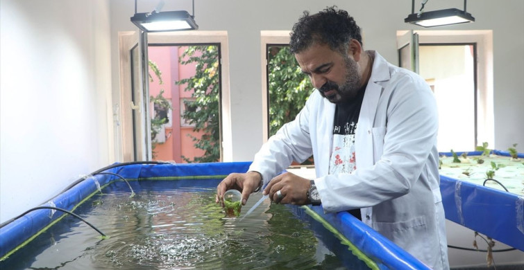Su Mercimeğiyle Beslenen Balıkların Gübresi Tarımı Şekillendiriyor