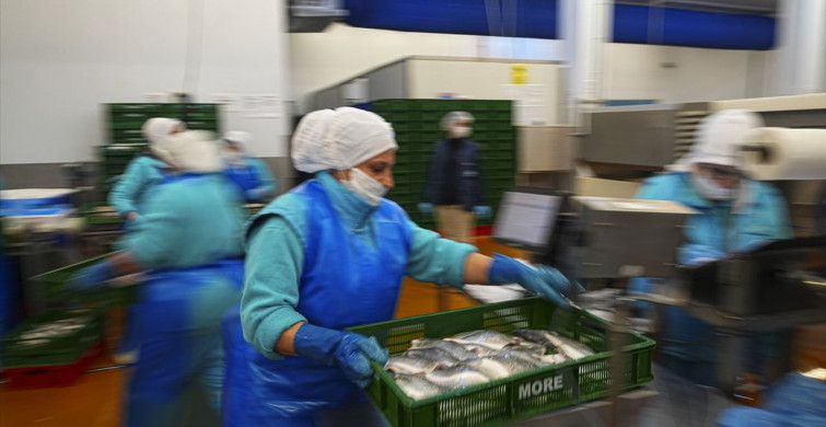 Su Ürünleri İhracatında Rekor Beklentisi