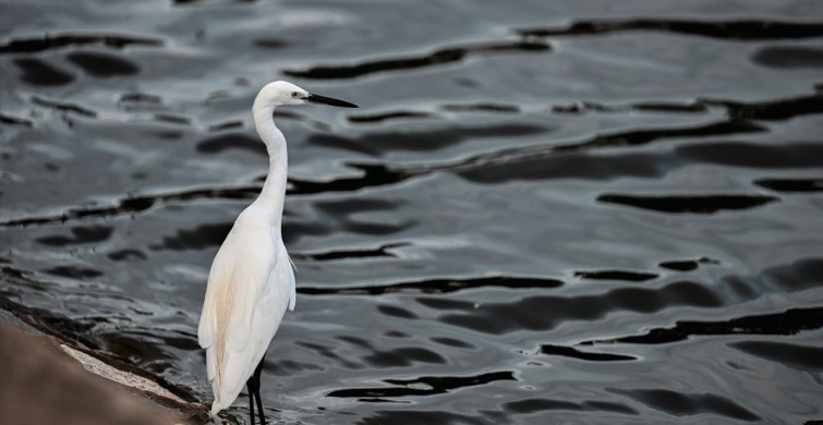 Suan Rak Parkı: Tayland'ın Doğal ve Kültürel Zenginliği