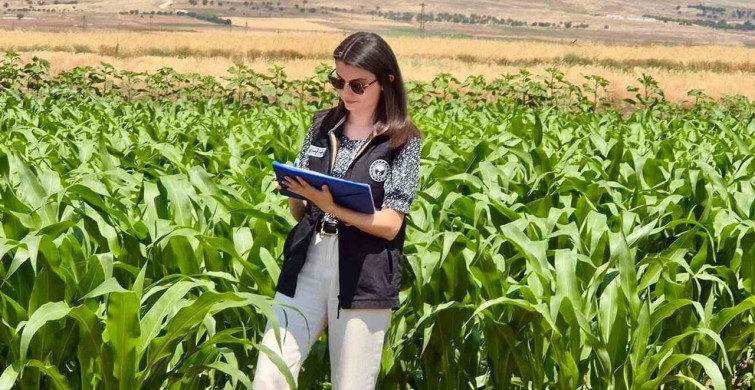 Şuhut’ta yem bitkileri ekili alanlarda saha çalışmaları devam ediyor