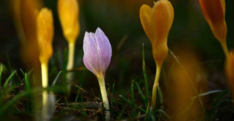 Süleymaniye'de Baharın Gelişi: Sarı ve Mor Çiğdemler Açtı