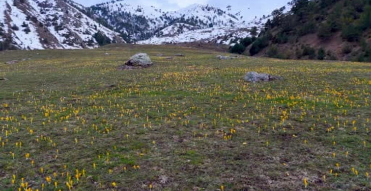 Süleymaniye'de Baharın Renk Cümbüşü
