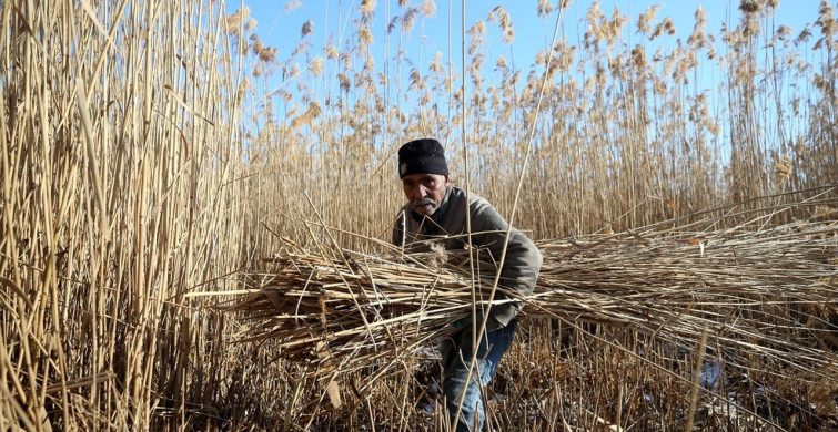 Sultan Sazlığı'nda Kışın Kamış Hasadı