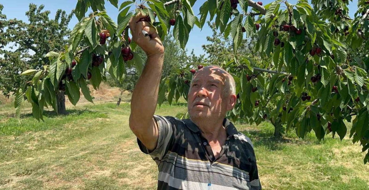Sultandağı'nda kiraz üretiminde bolluk yaşanıyor