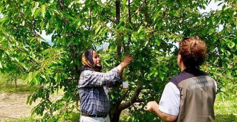 Sultandağı’nın Organik Kirazı Projesi ile Sinek Yenilgiye Uğratılıyor