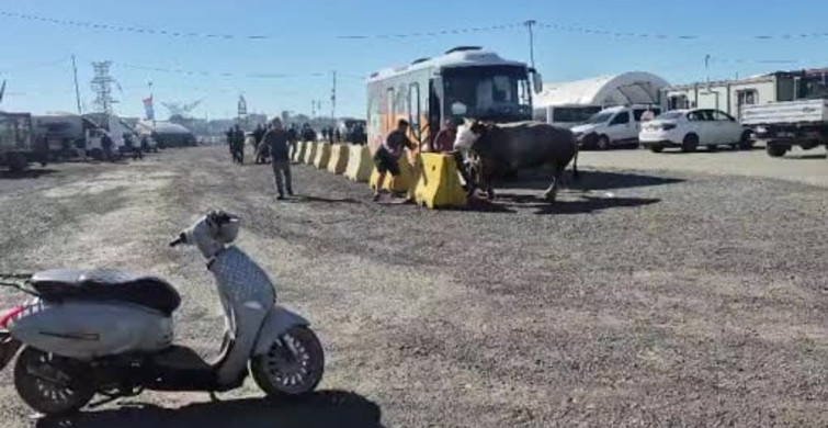 Sultangazi Kurban Pazarında Kaçan Boğa Paniğe Neden Oldu