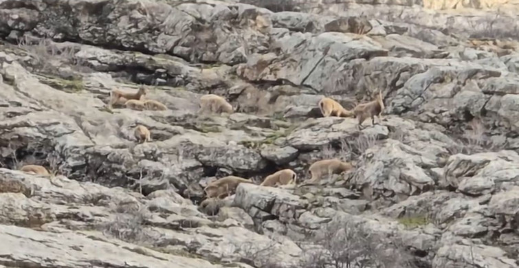 Sümbül Dağı'nda Dağ Keçileri Görüntülendi