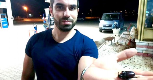 Sungurlu'da Dünyanın En Güçlü Böceği Bulundu