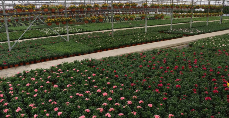 Süs Bitkileri Sektöründe Kurakçıl Peyzaja Geçiş Başlıyor