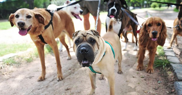 Tahran'da Köpek Gezdirmeye Yasak 