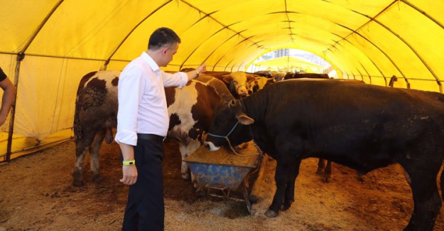 Tarım Bakanı'ndan Besicilere Bayram Müjdesi!