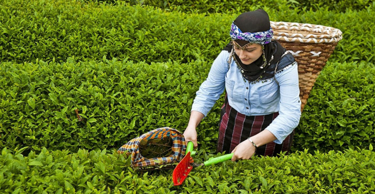 Tarım ve Orman Bakanlığı duyurdu: 2024 yılı yaş çay alım fiyatı belli oldu