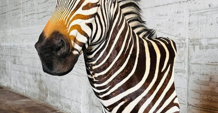 Tarım ve Orman Bakanlığı Yaban Hayvanı Trofelerine El Koydu