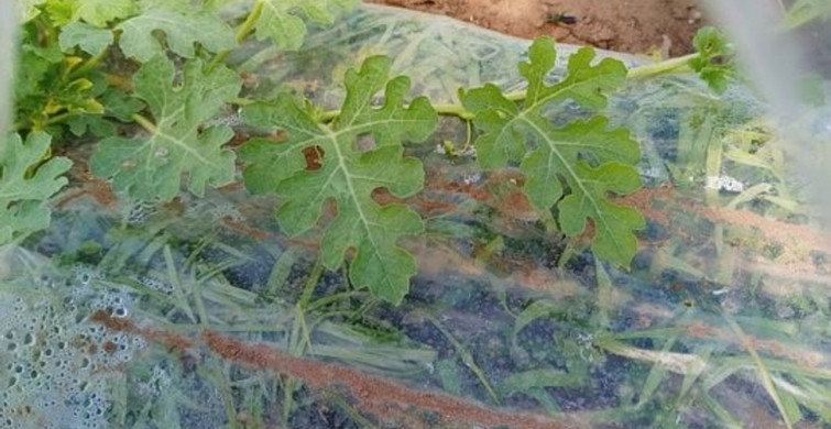 Tarım ve Orman Bakanlığı'ndan Kıvırcık İddialarına Cevap