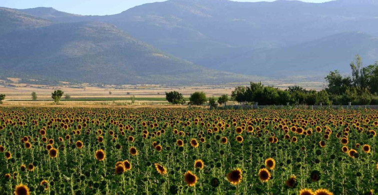 Tarlaların sarı gelinliği ayçiçekleri