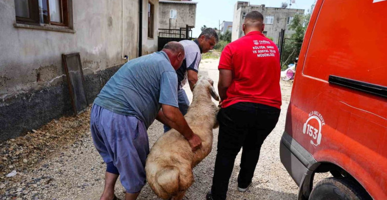Tarsus Belediyesi'nden Şehit Ailelerine Kurban Desteği