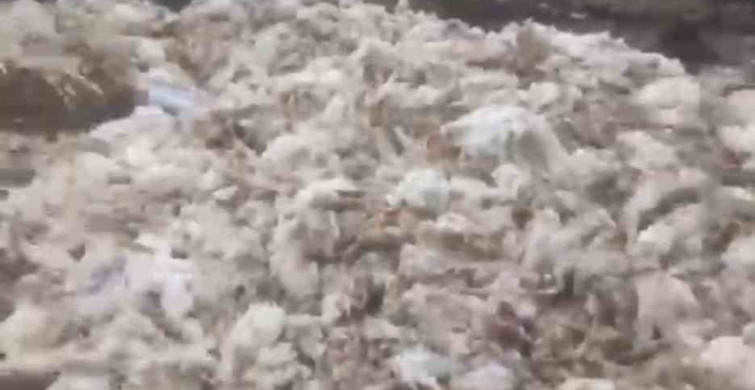 Tarsus’ta Çevre Kirliliği: Ormana Atılan Ölü Tavuklar