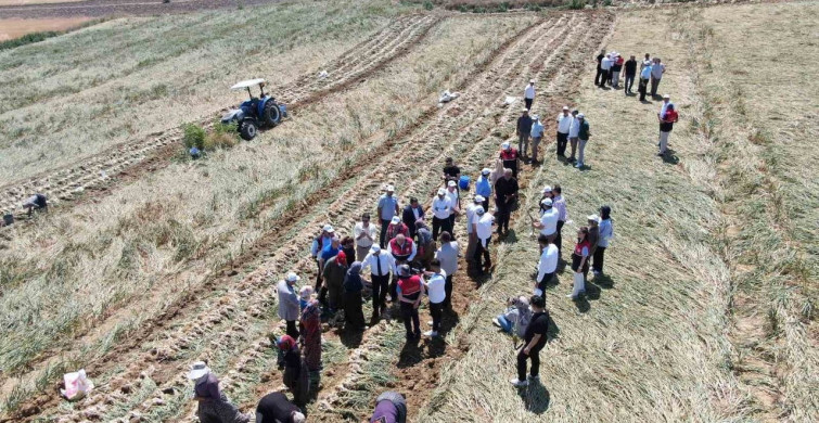 Taşköprü sarımsağının hasadı başladı