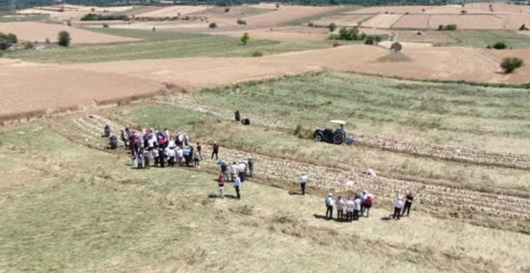 Taşköprü sarımsağının hasadı başladı