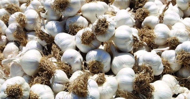 Taşköprü Sarımsağının Kilosu 55 TL'ye Çıktı