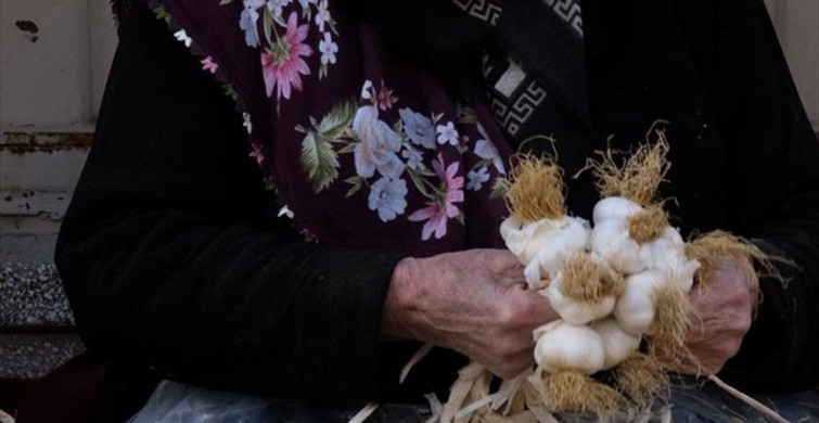 Taşköprü'de Sarımsak Üreticileri Geleneksel 'Sıvama' İşlemini Yapıyor