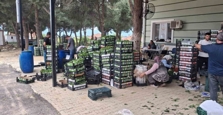 Taze Bağ Yaprağı Üreticilere Ekonomik Destek Sağlıyor