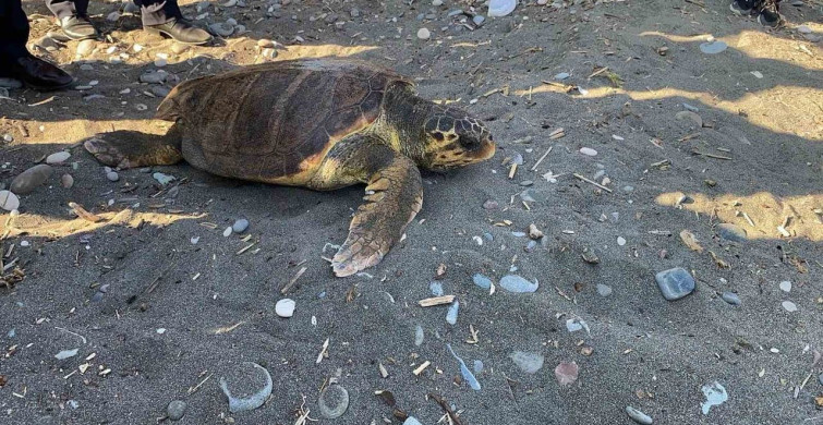 Tedavisi tamamlanan 3 deniz kaplumbağası yeniden denizle buluştu