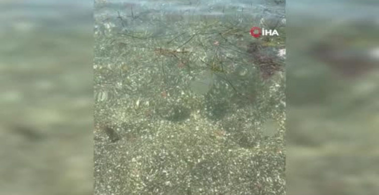 Tekirdağ sahilinde kahverengi pusula deniz anaları görüldü