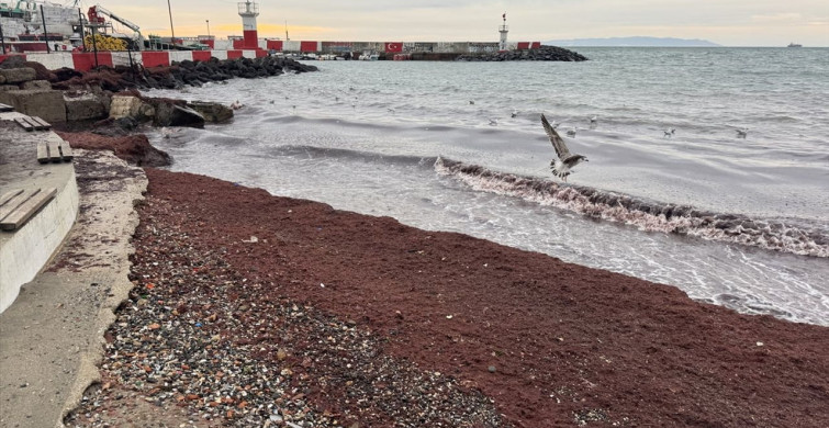 Tekirdağ Sahilinde Kırmızı Yosun Birikintisi