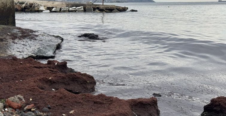 Tekirdağ Sahilinde Kırmızı Yosun Biriktirdi
