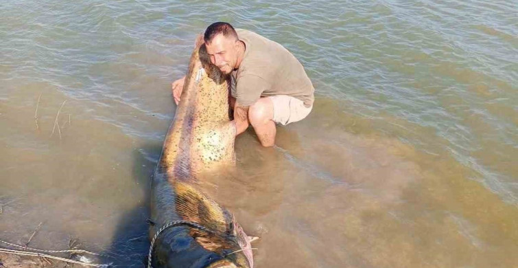 Tekirdağ'da 157 kiloluk dev yayın balığı yakalandı