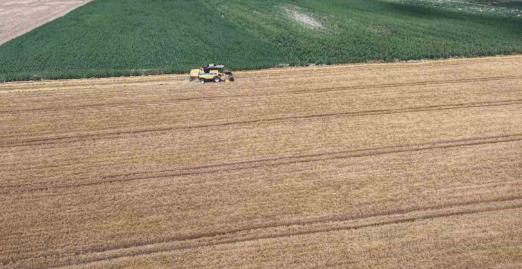 Tekirdağ'da arpa hasadı başladı, çiftçiler yüksek verim bekliyor