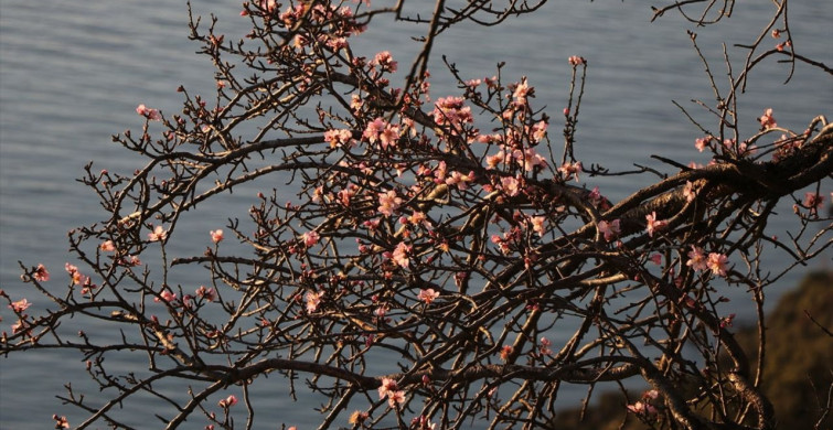 Tekirdağ'da Badem Ağaçları Baharı Müjdeledi
