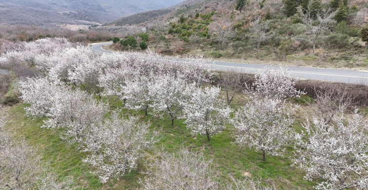 Tekirdağ'da Badem Ağaçları Baharı Müjdeliyor