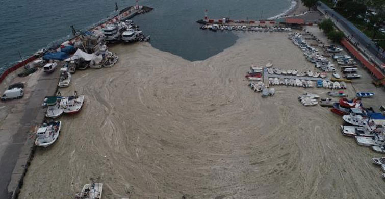 Tekirdağ’da Balıkçı Barınağını Deniz Salyası Kapladı