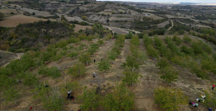 Tekirdağ'da Ceviz Hasadı Başladı