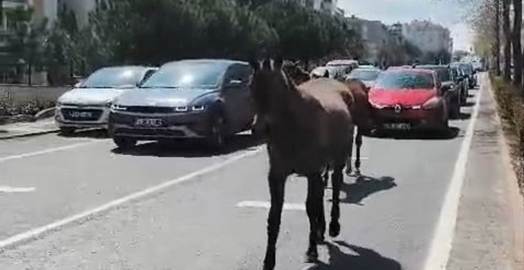 Tekirdağ'da Dolaşan Başıboş Atlar Trafiği Felç Etti