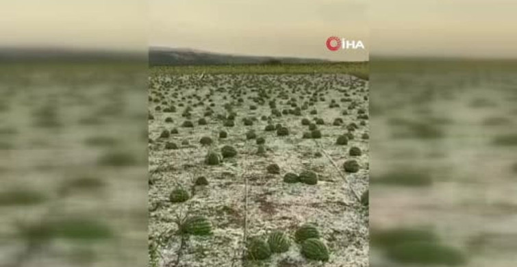 Tekirdağ'da dolu, ayçiçeği ve karpuz tarlalarını vurdu