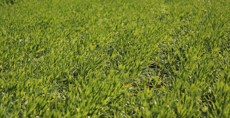 Tekirdağ'da Ekin Kamburu Böceği Tehdidi: Üreticilere Önemli Uyarılar