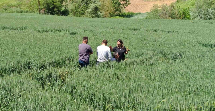 Tekirdağ'da Hububat Zararlılarıyla Mücadele Başlatıldı