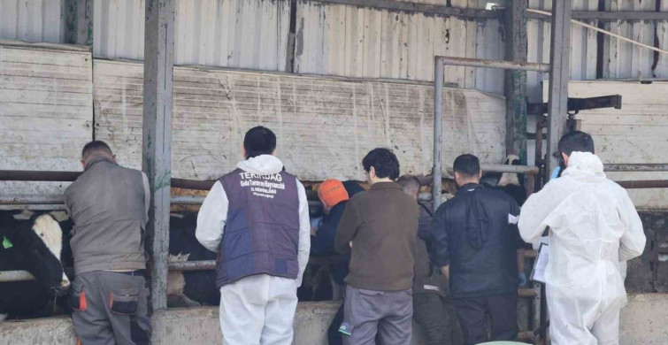 Tekirdağ'da İthal Damızlık Hayvanlar İçin Sağlık Denetimi