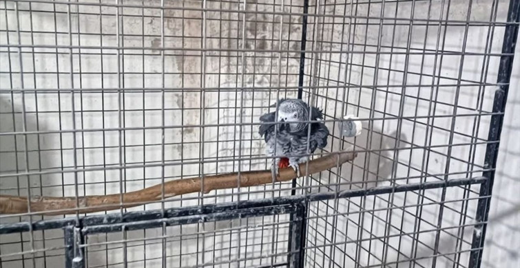 Tekirdağ'da Kaçak Papağan Operasyonu