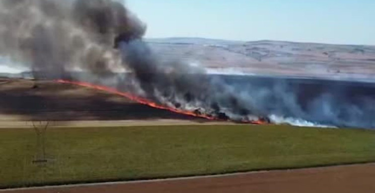 Tekirdağ'da kanola tarlasında yangın: 300 dönüm zarar gördü